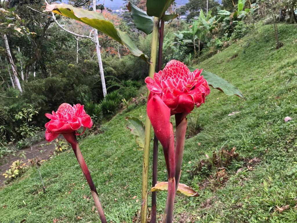 Hotel Green Mountain Turrialba Bagian luar foto