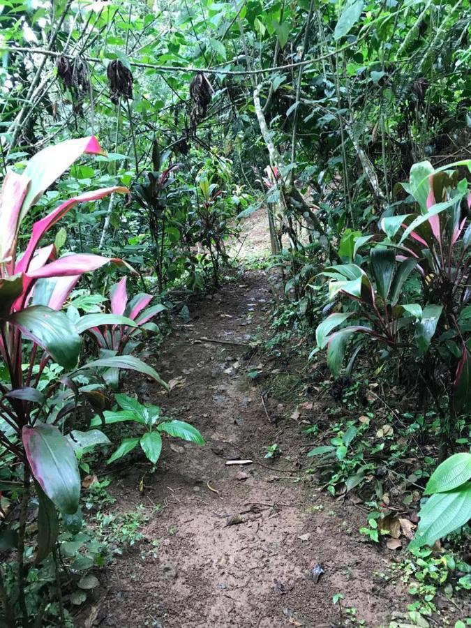 Hotel Green Mountain Turrialba Bagian luar foto