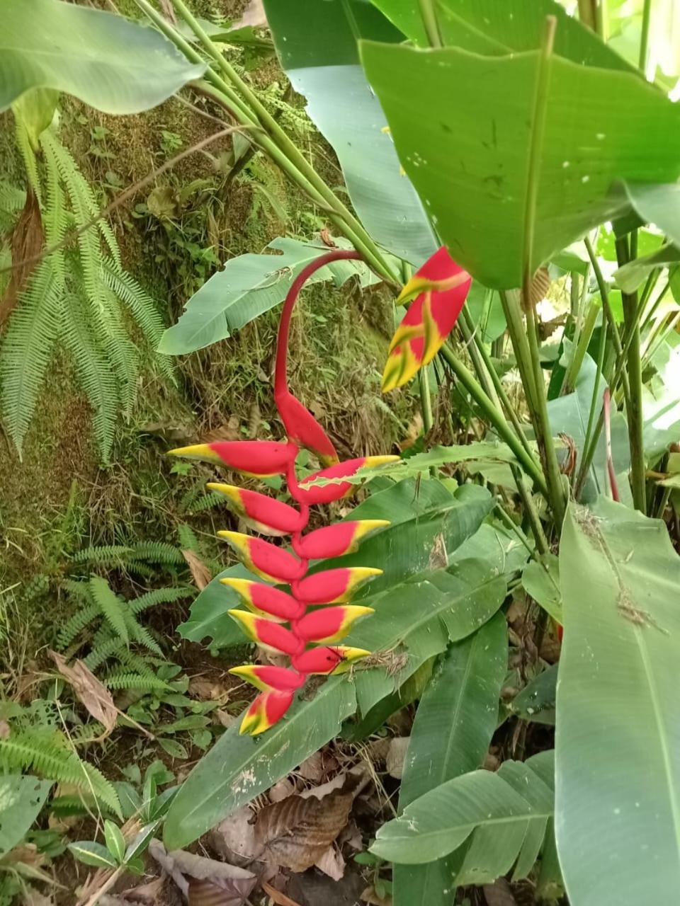 Hotel Green Mountain Turrialba Bagian luar foto